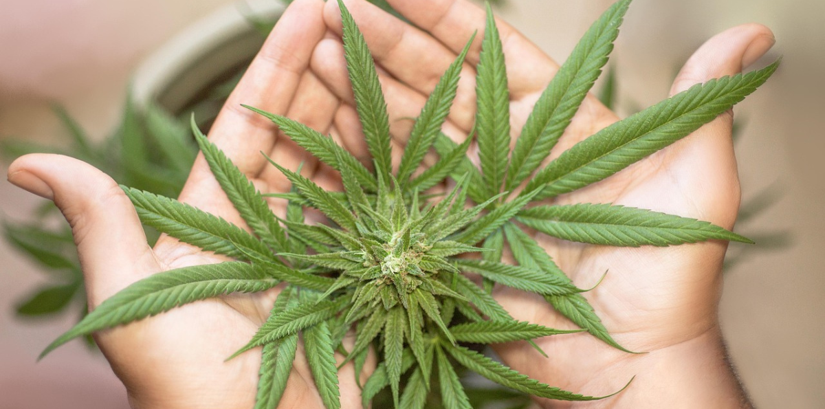 Consumo de cannabis en la adolescencia duplica el riesgo de psicosis y trastorno bipolar