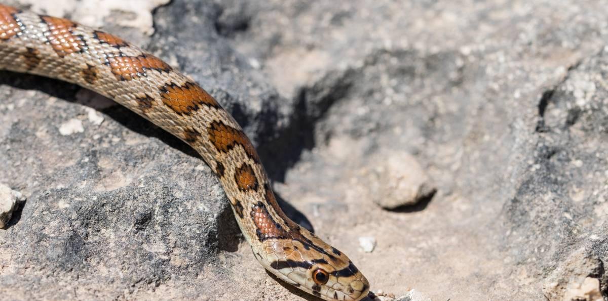 Serpiente cascabel suelta en San Antonio: SAG confirma operativo de búsqueda