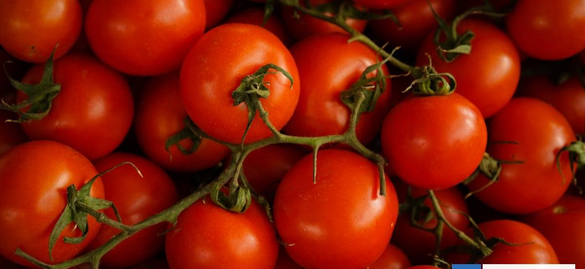 Una peligrosa bacteria de las plantas se hizo resistente y está enfermando a los tomates en Chile
