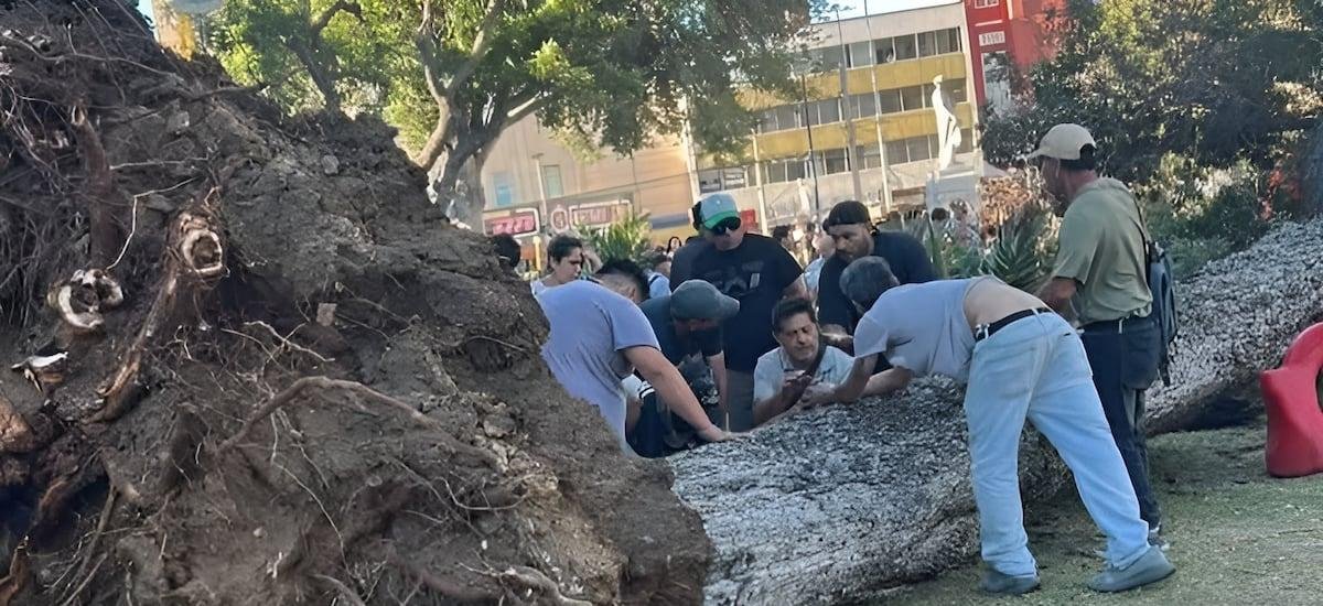 Muere una mujer y otra persona resulta con graves lesiones tras caída de árbol en Parque Italia de Valparaíso