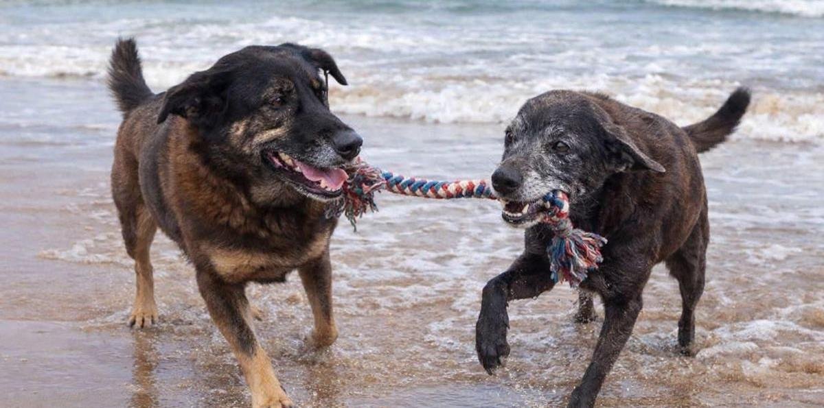 Caso de maltrato animal conmociona a Brasil: Exhuman cadáver de perro muerto tras presunta agresión de un adolescente