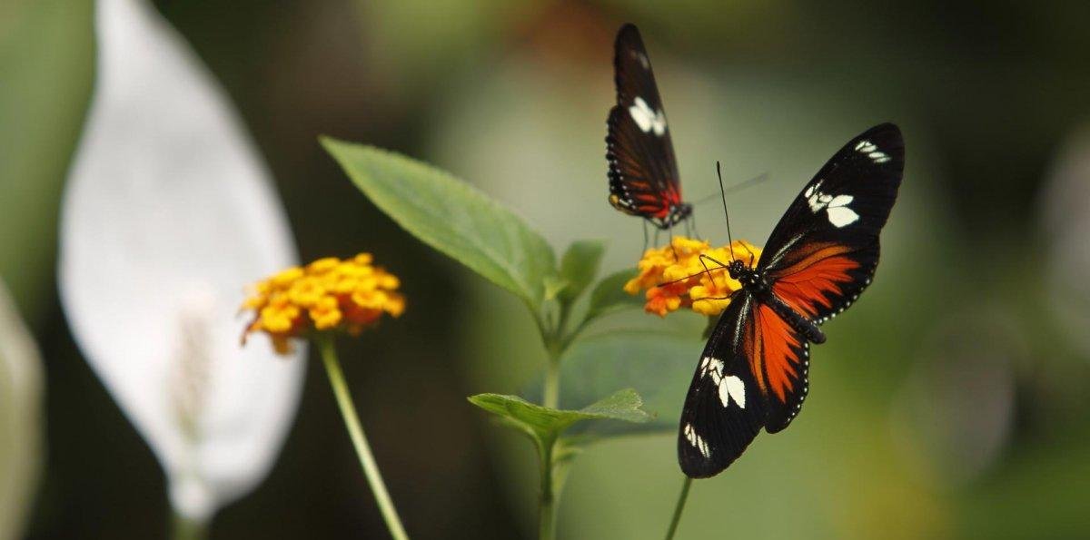 El cambio climático amenaza el hábitat y la migración de las mariposa monarca