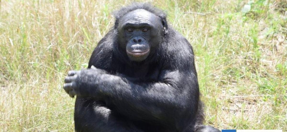 Un bonobo llamado "Kanzi" demuestra que los simios también pueden imaginar y fingir