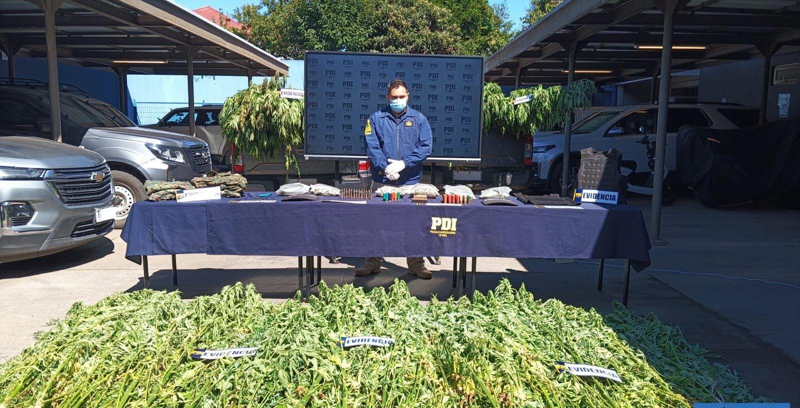 Comunero mapuche es detenido en Ercilla: incautan 293 plantas de cannabis, un arma robada y municiones