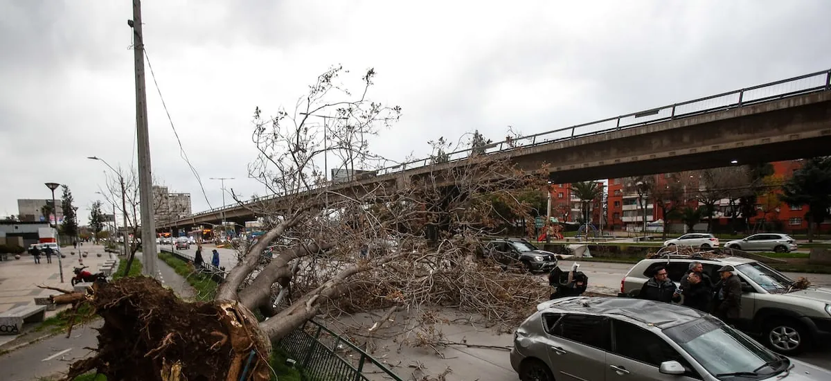 Viento provoca caída de árboles y cortes de tránsito en distintos sectores de Santiago