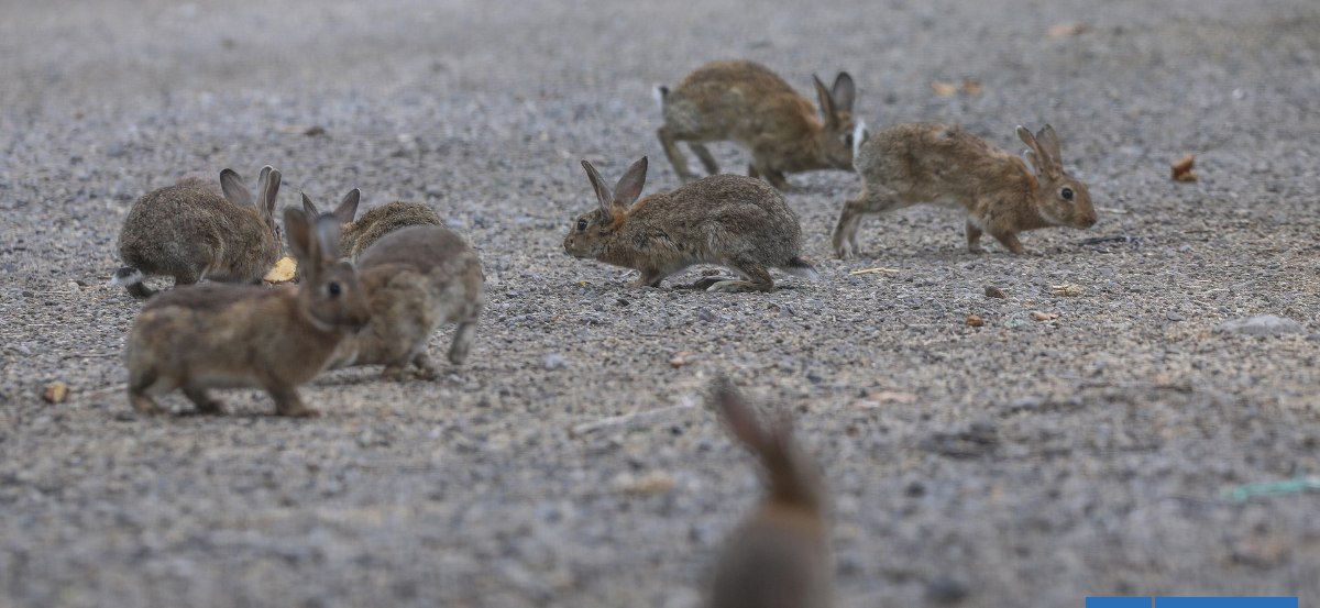 Plaga de conejos en el valle del Choapa amenaza cultivos y pone en riesgo inversiones agrícolas