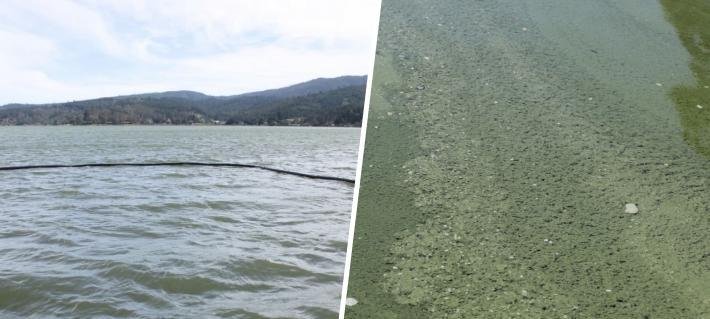 Lago Vichuquén en alerta: Alcalde y vecinos lamentan alta contaminación y apuntan a "falta de voluntad política"