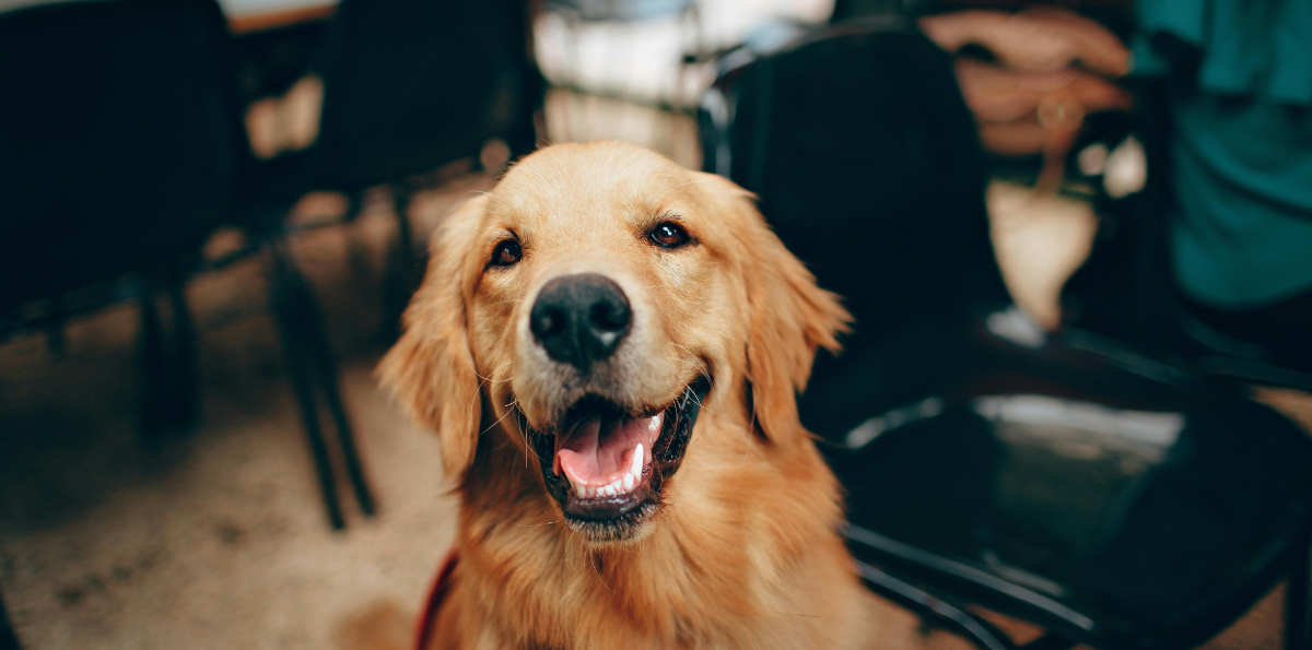 Investigación confirmó lo obvio: los perros indoor empeoran la calidad del aire