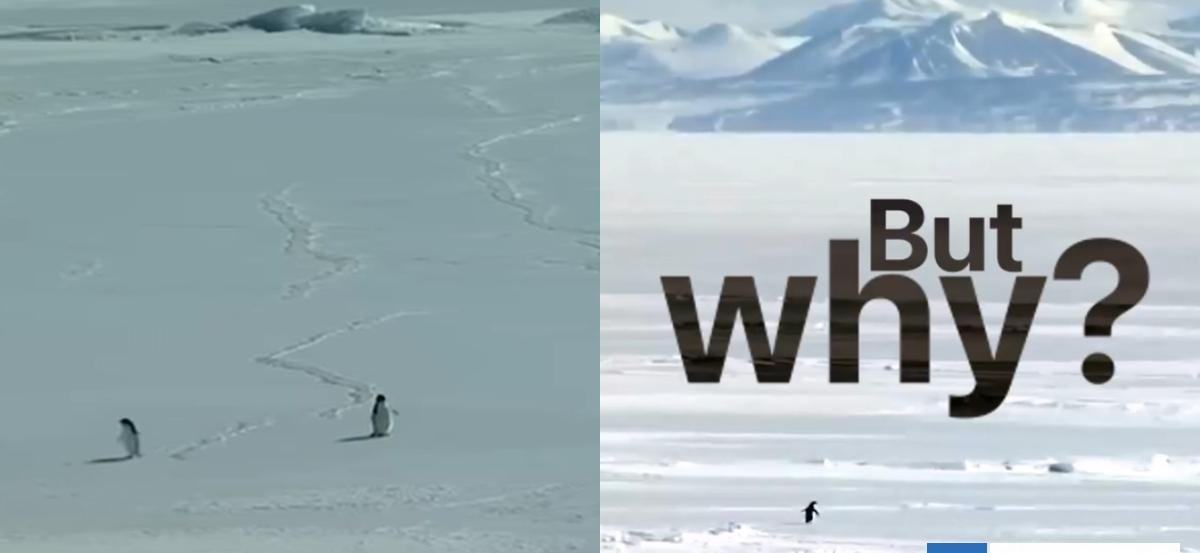 La historia viral del pingüino que dejó su colonia y se fue a la montaña: "Va hacia una muerte segura"