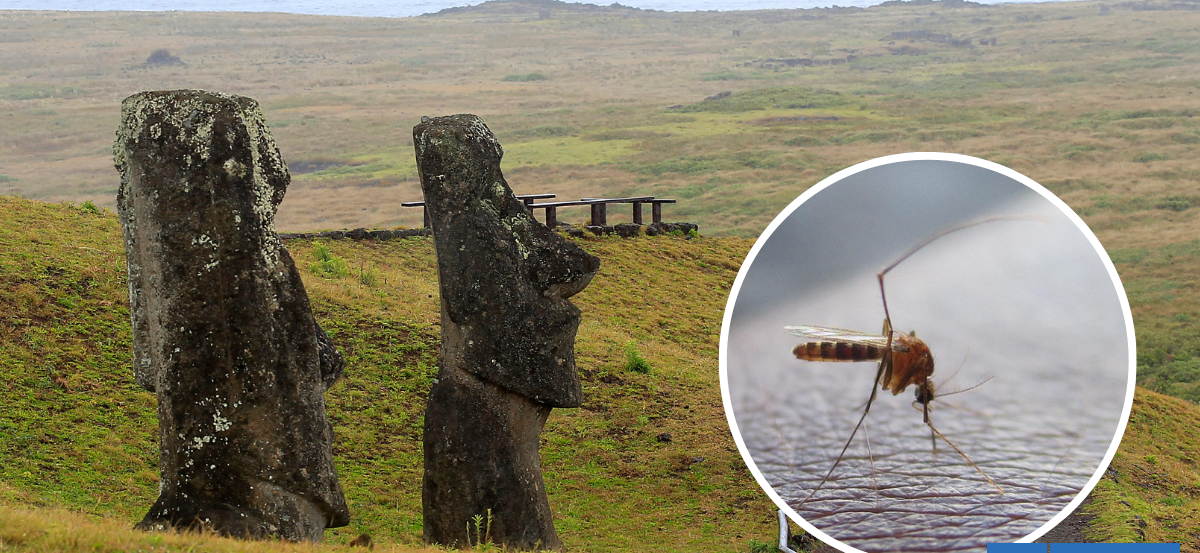 Minsal confirma brote de dengue en Rapa Nui: cuatro casos confirmados y cinco sospechosos
