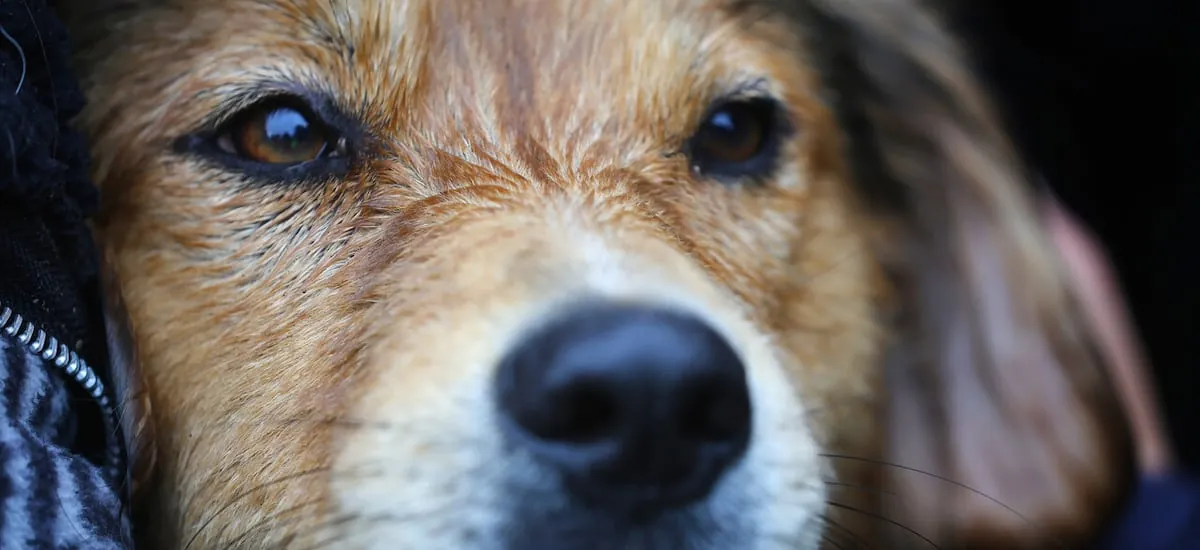 Municipalidad de Santiago adopta al perro Morocho tras ser rescatado del río Mapocho