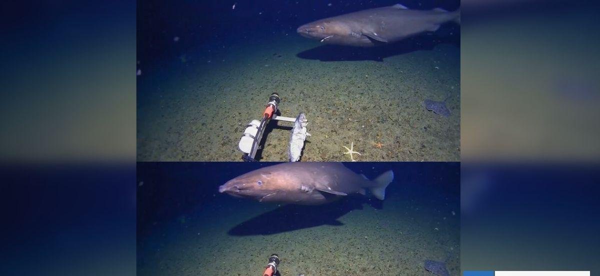 Hallazgo inédito: Video capta enorme tiburón nadando en heladas aguas de la Antártida por primera vez