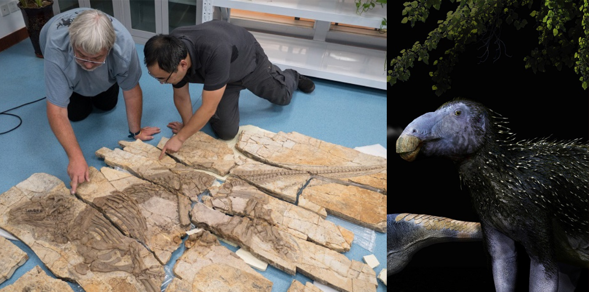 Un dinosaurio con púas como las del puercoespín reescribe la historia evolutiva