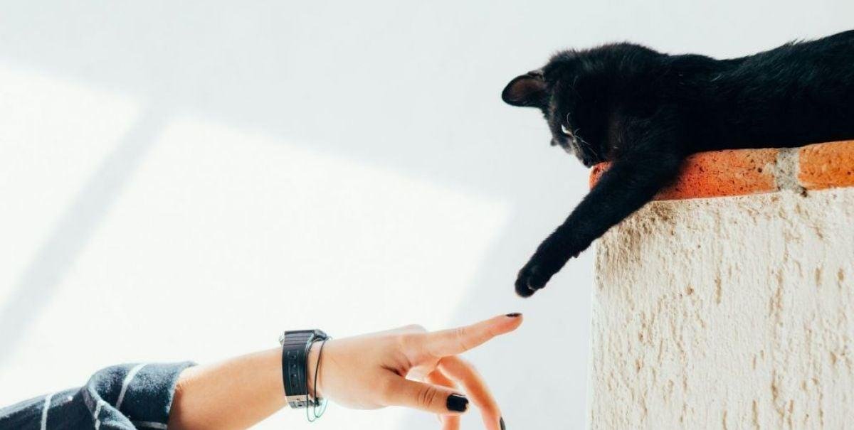 “Puedes ofrecer un seguro de salud muy competitivo pero un trabajador joven preferiría un seguro para su mascota”