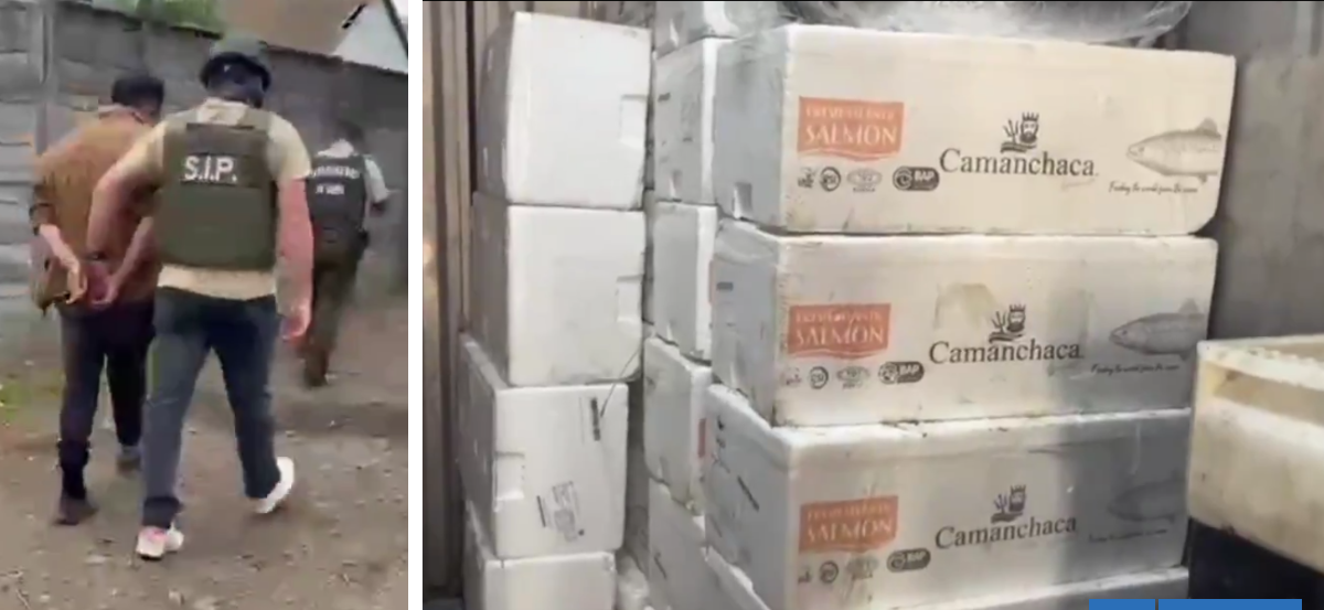 Temuco: desbaratan planta procesadora clandestina e incautan más de 2 toneladas de pescados