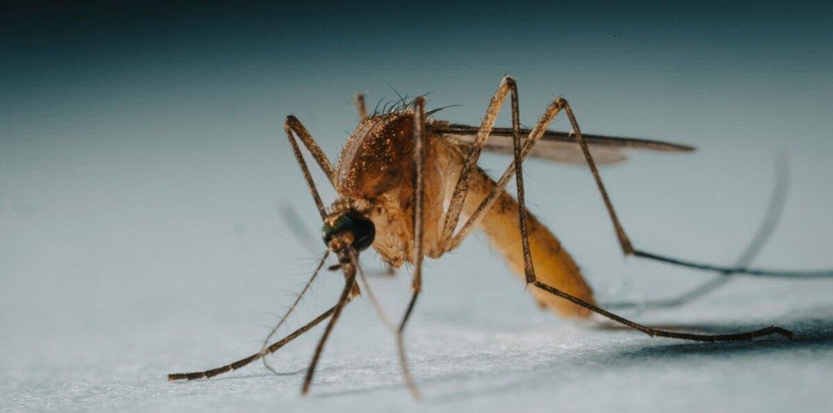 Cambiar el agua no basta: Consejos para prevenir el mosquito transmisor del dengue