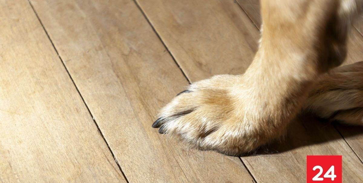 Imágenes sensibles: graban a sujeto que ahogó a cachorros en un balde