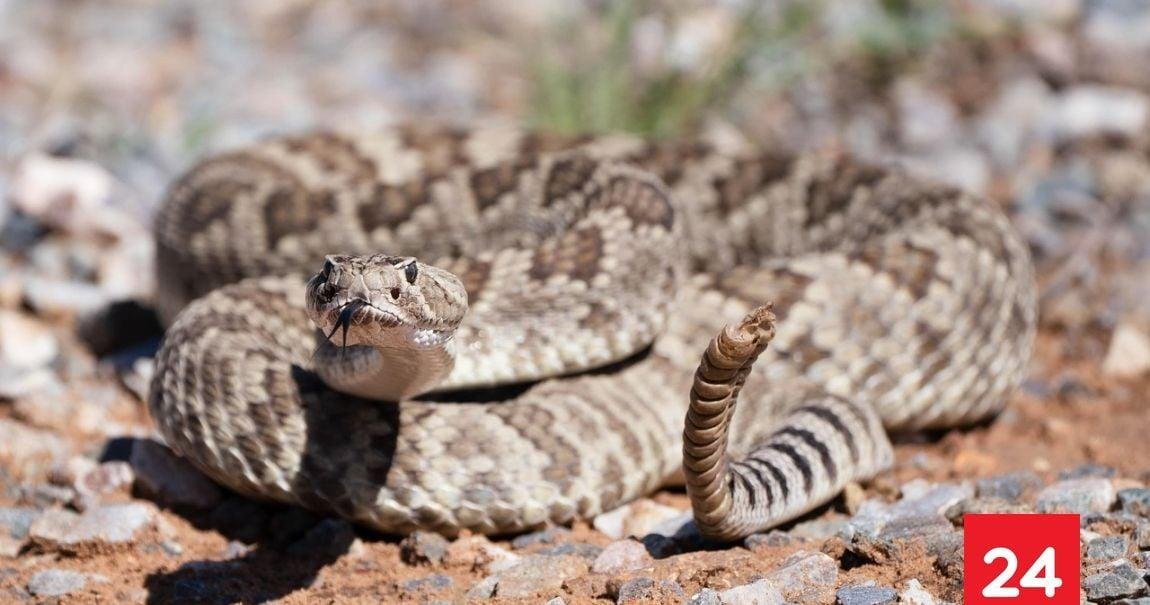 Delegación de San Antonio confirma despliegue para encontrar serpiente cascabel que atemoriza a vecinos
