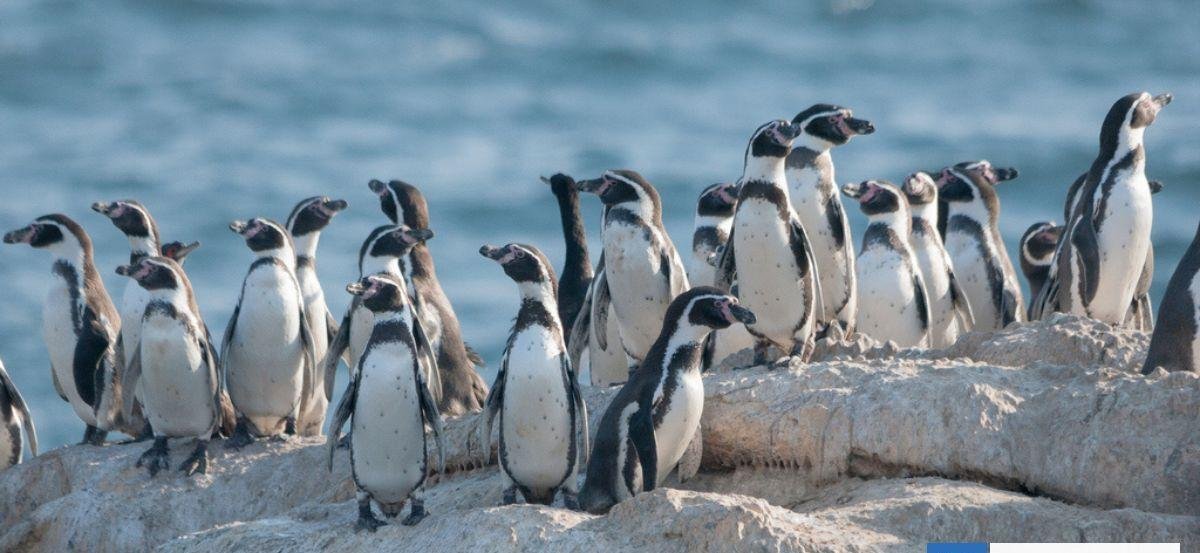 Declaran al pingüino de Humboldt como Monumento Natural: por qué Chile es relevante en su conservación