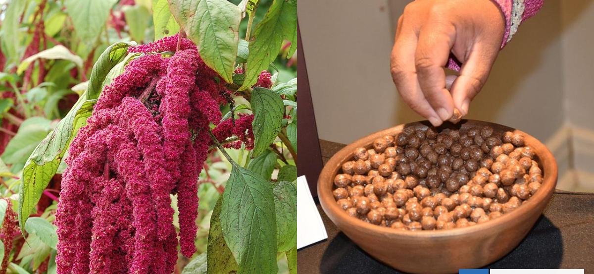 Alto en proteína y sin sellos: científicos chilenos crean un cereal nutricional a partir de amaranto