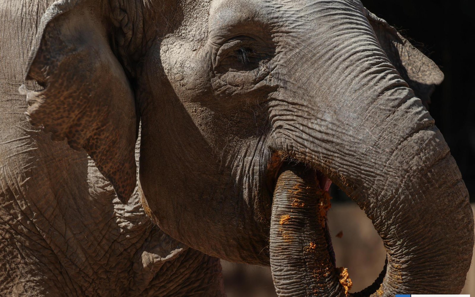 Trompita: La elefanta que desafía el tiempo cumplió 65 años en Guatemala