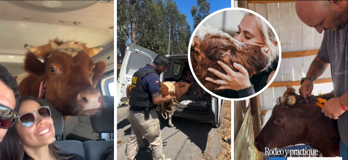 De la tortura a la libertad: Ferdinand, el viral novillo rescatado por el santuario de Eli Albasetti