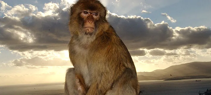 Descubren que los monos de Gibraltar comen tierra para calmar las molestias provocadas por la comida chatarra de los turistas