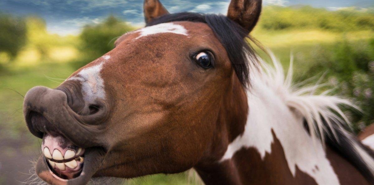 El sorprendente "doble sonido" oculto en el relincho de los caballos