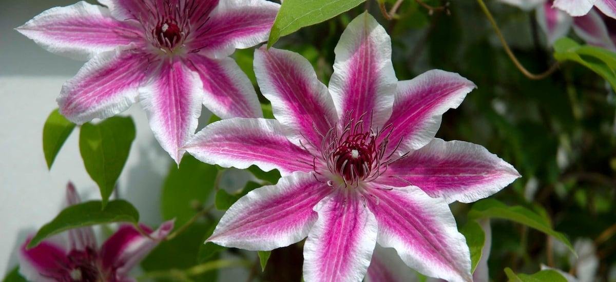 Es perfecta: esta es la planta trepadora que resistente al sol y requiere poco riego