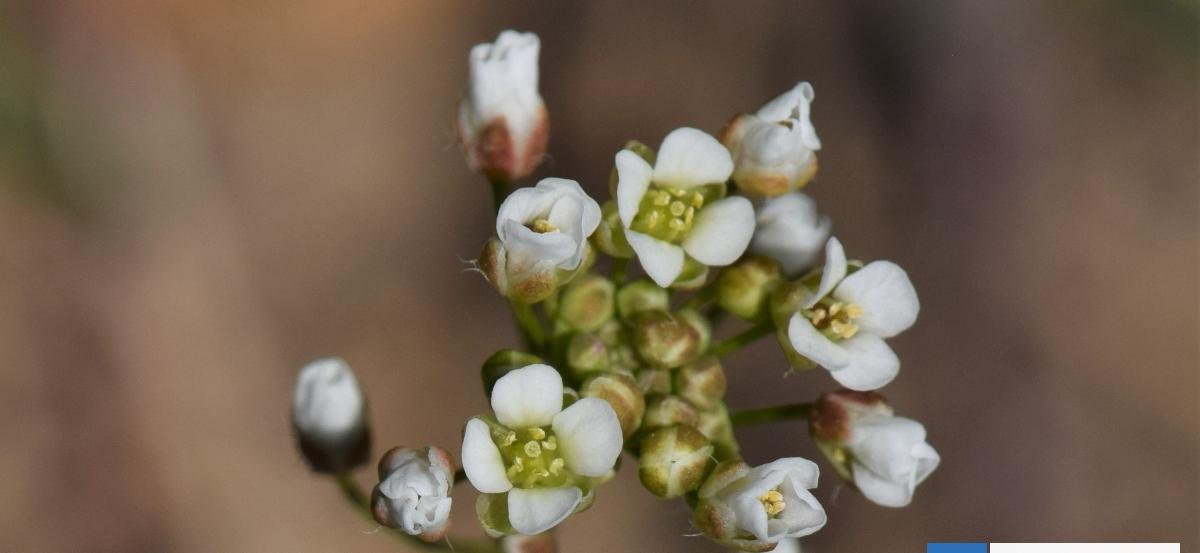 Estudio chileno descubrió cómo las plantas deciden entre crecer o resistir la sequía