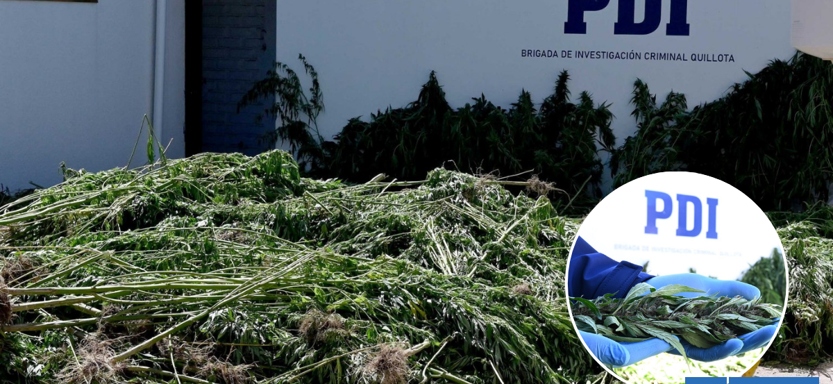 Casi 900 plantas de marihuana y 2 invernaderos desbaratados deja operativo de la PDI en Quillota