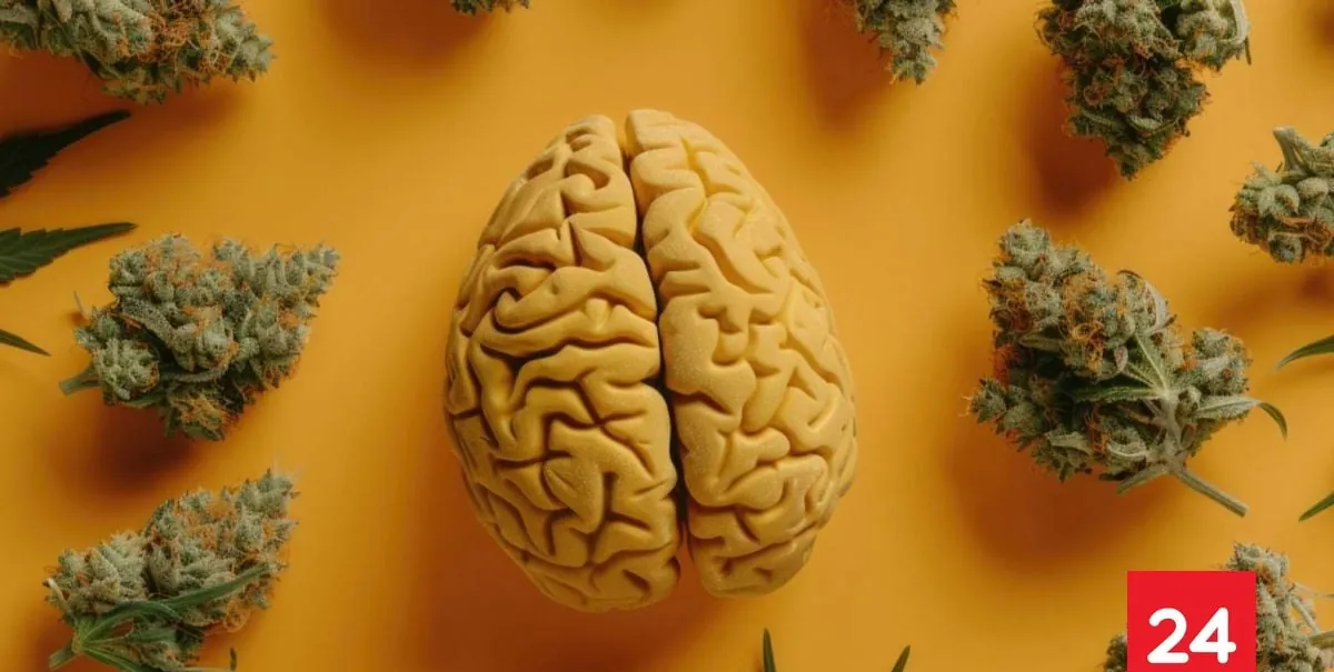 Estudio advierte que la marihuana podría generar recuerdos falsos
