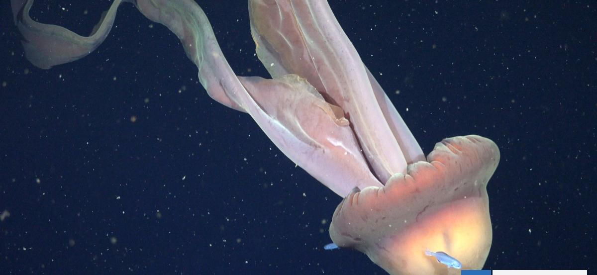 VIDEO | Captan una rara medusa fantasma gigante que medía 11 metros en la costa de Argentina