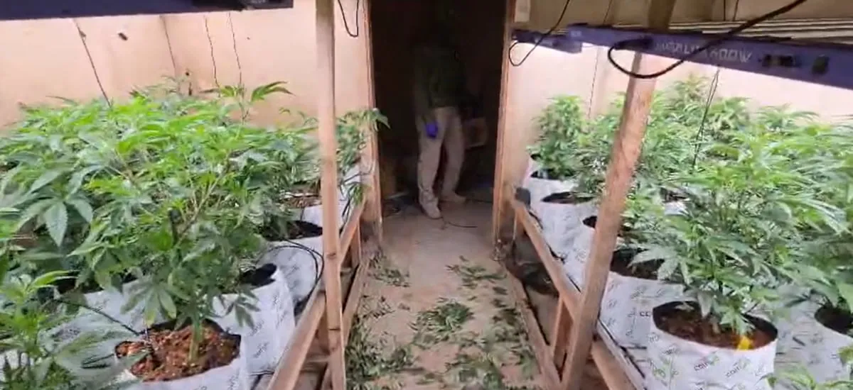 Operación “Imperio de Ámsterdam” deja 72 detenidos tras desbaratar red de tráfico de drogas a través de dispensarios medicinales