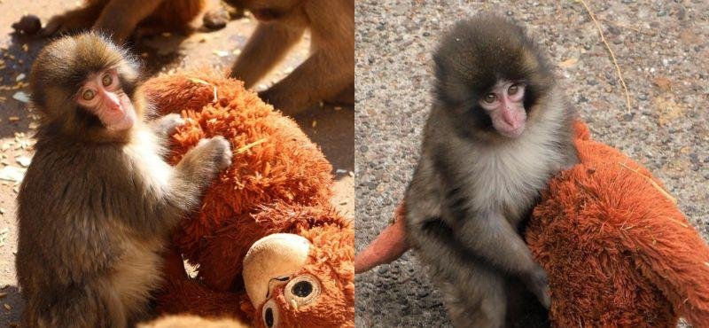 El peluche de orangután que consuela a Punch tras el abandono de su madre: Por qué es clave para el macaco japonés