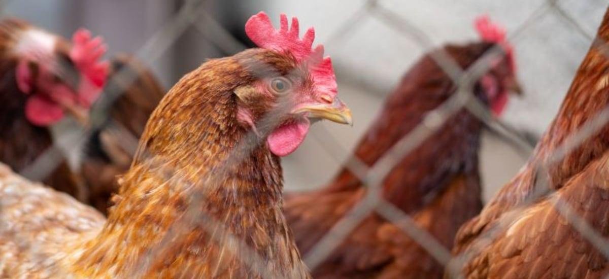 Uruguay declara la emergencia sanitaria nacional por gripe aviar de “alta patogenicidad”
