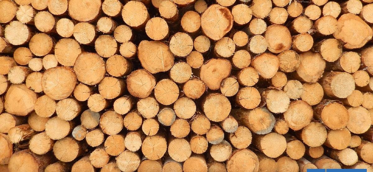 Nuevo arancel global: Corma llama a que Chile siga siendo "relevante" como exportador de madera a EEUU