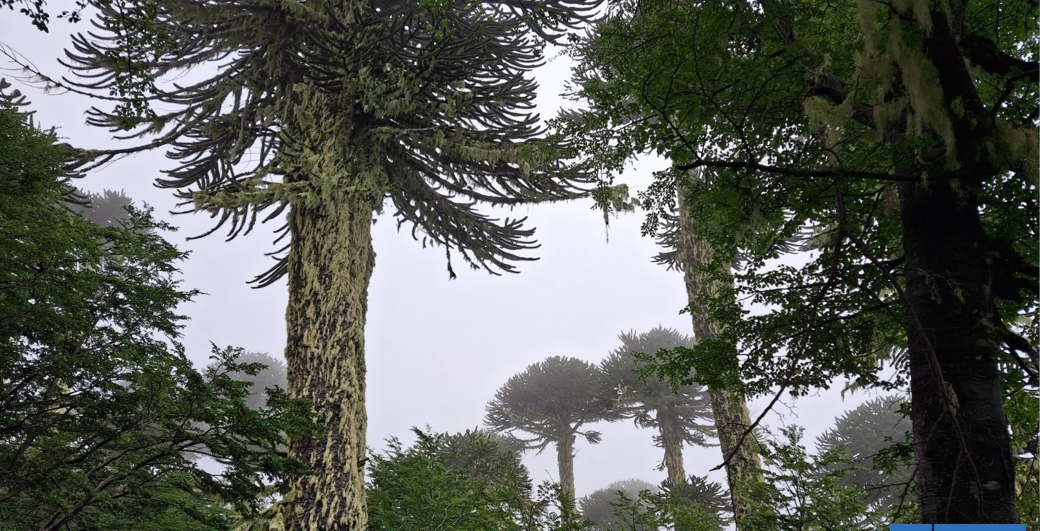 Conaf inicia acciones legales por tala de 22 araucarias en sendero ilegal al Parque Villarrica