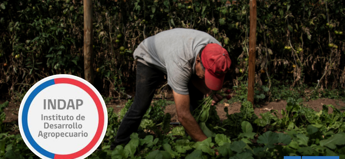 Más de 2 meses sin sueldos pagados llevan trabajadores a honorarios de programas de INDAP en Los Ríos