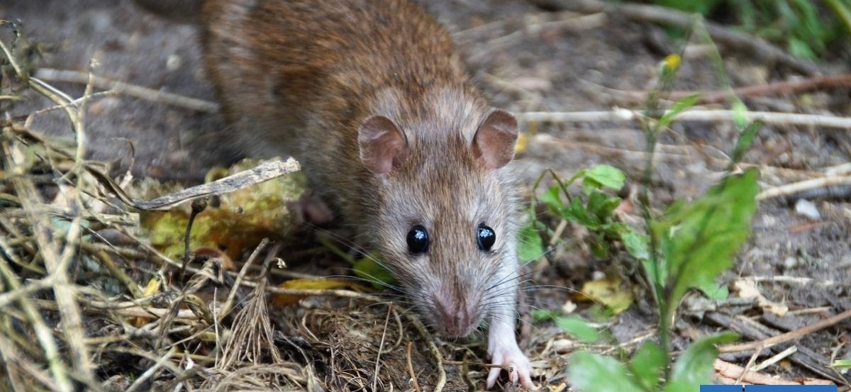 Muerte por Hanta en Puerto Montt: revelan que mujer realizó limpieza en casa deshabitada en zona rural