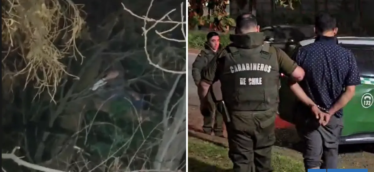 Hombre intentó escapar de Carabineros subiéndose a un árbol en Collipulli: estornudo lo delató