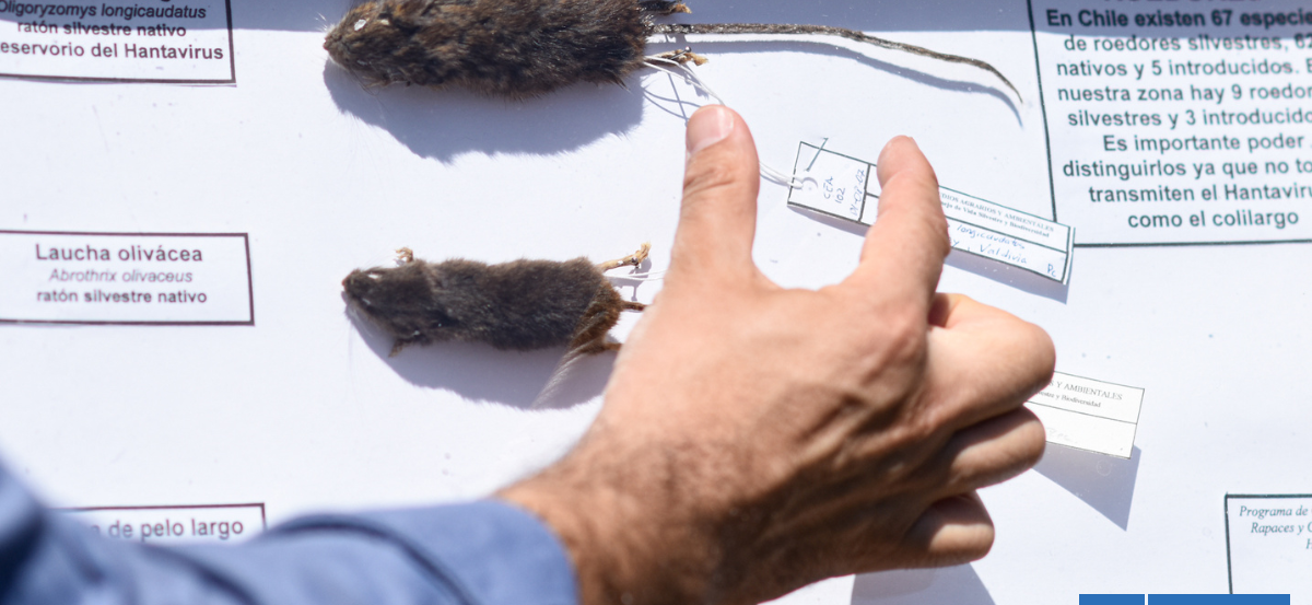 Seremi de Salud de Los Ríos confirma primer fallecido por Hantavirus en la región