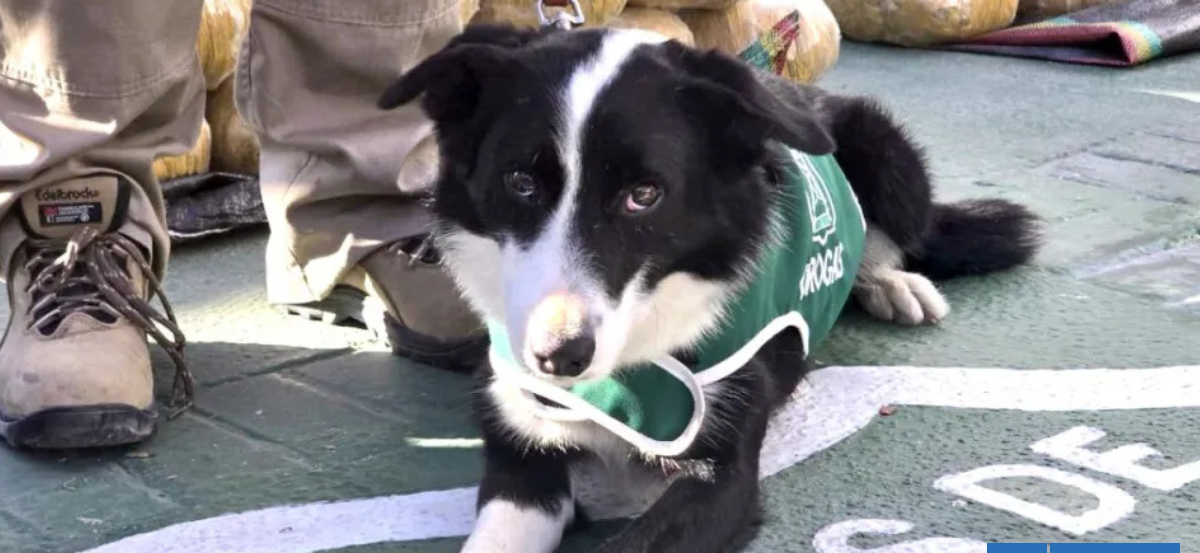 "Spot" logra segundo decomiso multimillonario en menos de un mes en Coquimbo