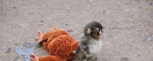 La resiliencia de Punch ante el abandono y el rechazo: La historia del macaco japonés que conmueve en redes