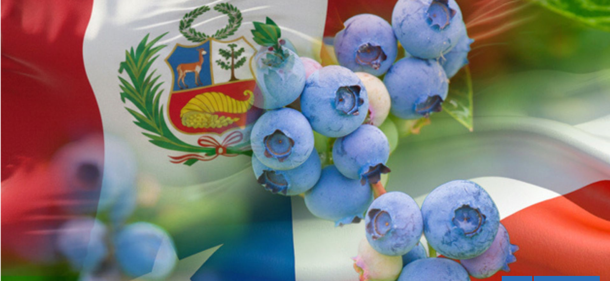 Arándano peruano apunta a nuevo récord de exportación este 2026 y ya supera a Chile