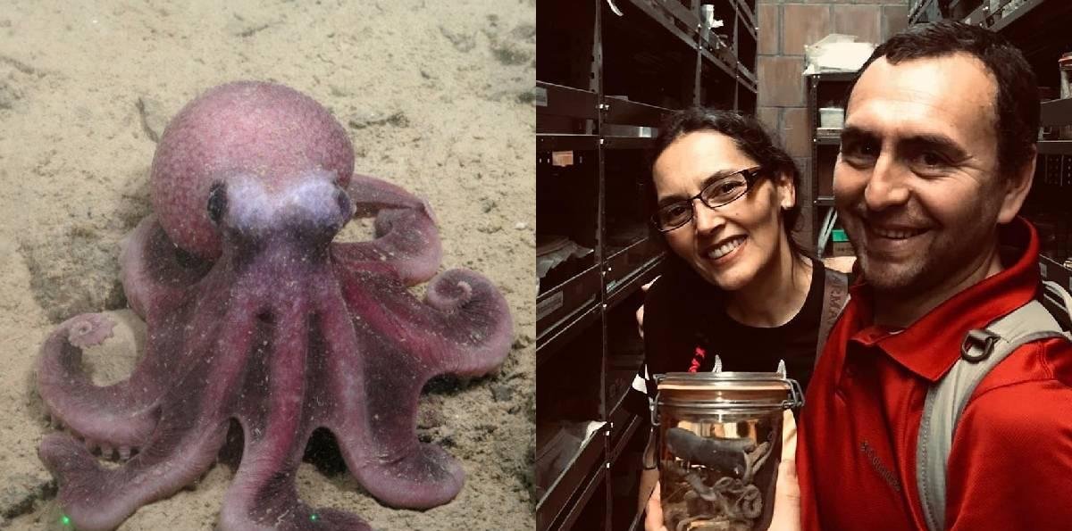 Académicos chilenos descubren nueva especie de pulpo en aguas profundas