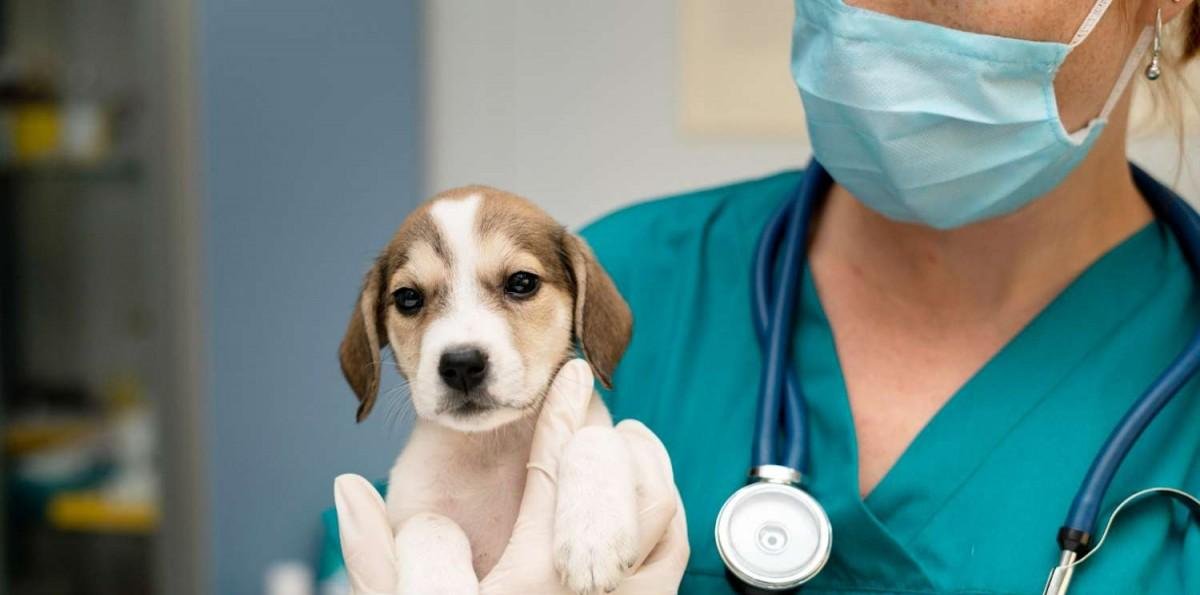 Chile podría recibir una nueva clínica veterinaria de alta complejidad: Sería la primera de este tipo