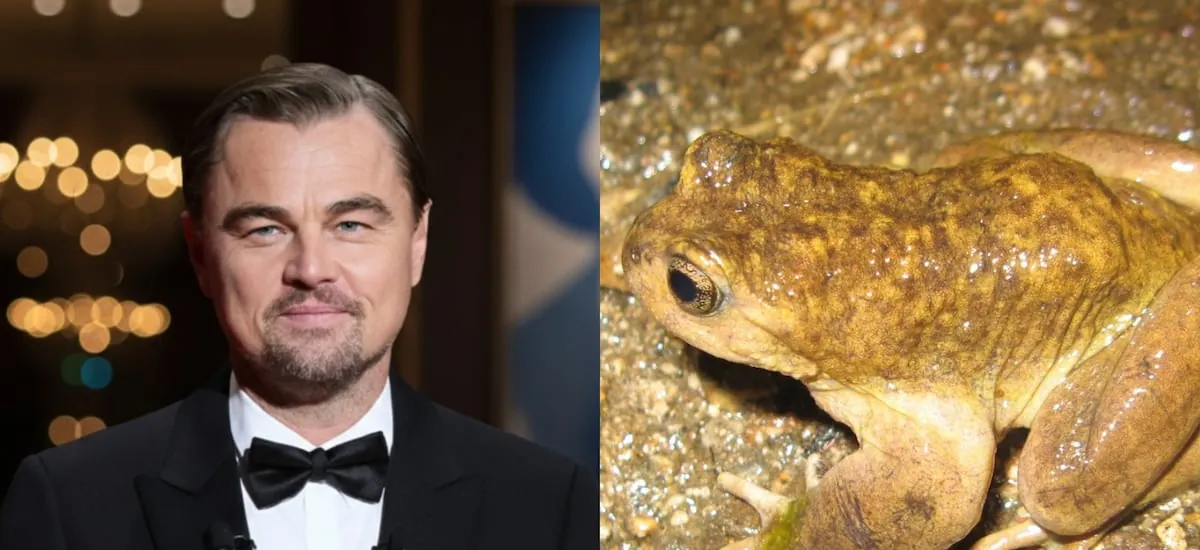“Al borde de la extinción”: DiCaprio alerta riesgo de “destruir” hábitat de ranita del Pehuenche por proyecto eléctrico en la cordillera del Maule