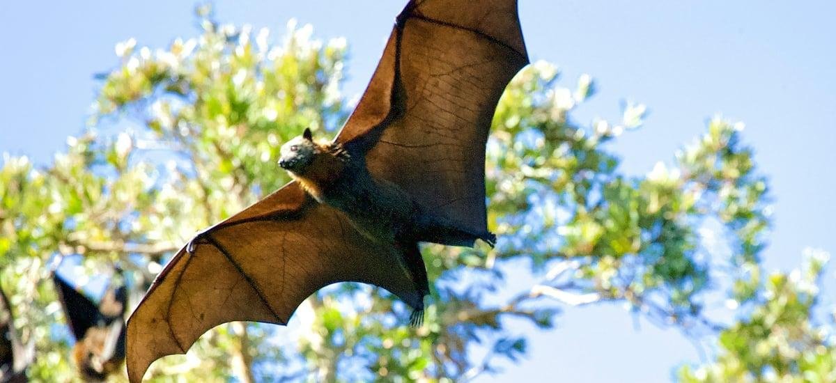 Por qué el virus Nipah es tan peligroso y mortal, según un especialista en enfermedades infecciosas
