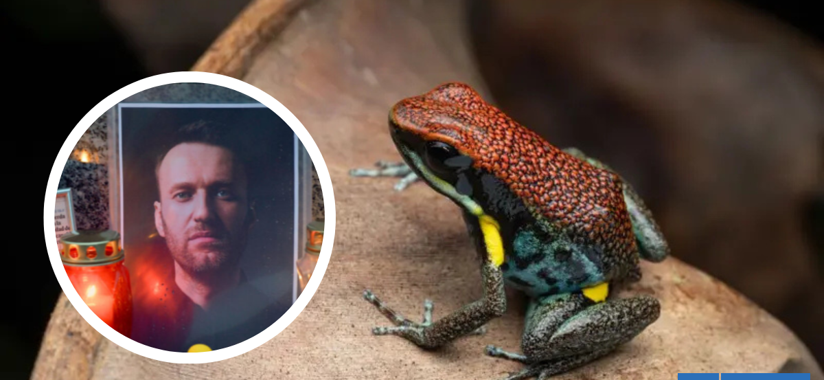 Qué es y qué provoca la epibatidina: toxina de rana que habría matado al opositor ruso Alexei Navalni